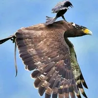 original sound - herederosdelreino1995