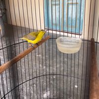 suara asli - Arjuno bird