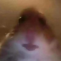 shxnygiada