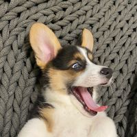 millie.the.corgi