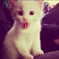 kittenchetto