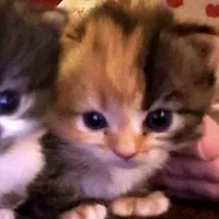 original sound - .__nizu__jsjs