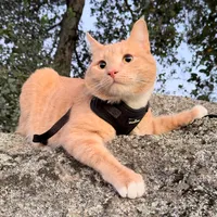 original sound - embertheorangecat