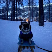 nicoledm_paridefrenchie