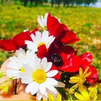 jana_dilemin2534