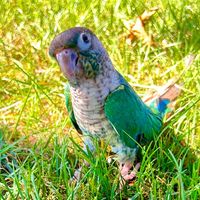 cheekytheconure