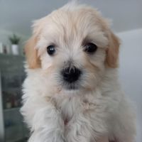 barkingbob