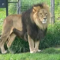 original sound - amhara.big.king