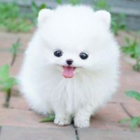 nhạc nền - Pet Love