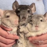 pumpkingrenadechinchilla