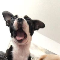 joeytheboston