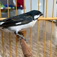 registros.de.passaros25