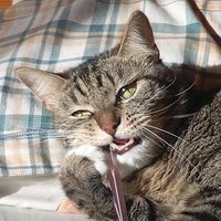 оригинальный звук