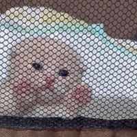 she tells my sto GUNSHOT