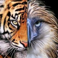 animalsofficial5