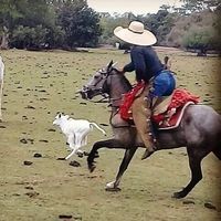 alvarengaotaviojr