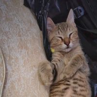suara asli - Rc.Gastro