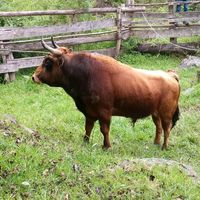 rancho_cochapamba