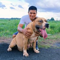 anjing.ras.medan