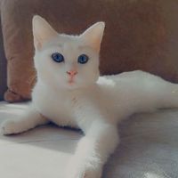 mavilim_2121