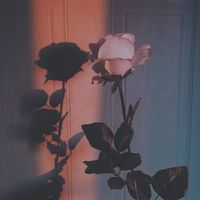 33_luca
