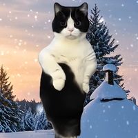 bella.cat82