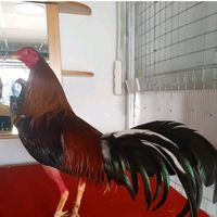gallodepullas88