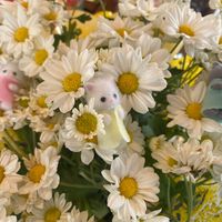 sylvanian..collector
