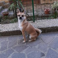 vasyionut2
