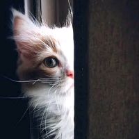 suara asli - chantyk