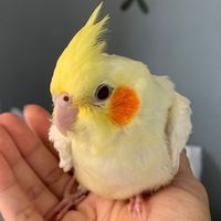 zeze_calopsita