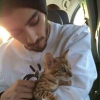 zaynweb