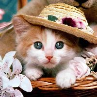 original sound - Cat Lover