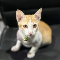 เสียงต้นฉบับ - แมวส้มมันร้าย