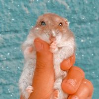fada._.mari.dos.animais