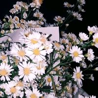 cuentaparamichiquillo24