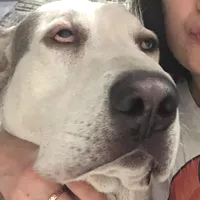 original sound - yulii_cezar