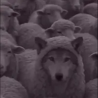 original sound - firpens3