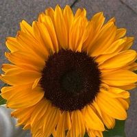anaimad04