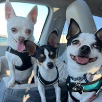chihuahua.wolf.pack