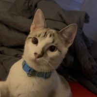 original sound