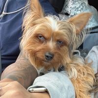 abutheblueeyedyorkie