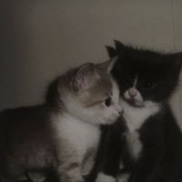 оригинальный звук