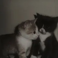 original sound - 1ndexxxa