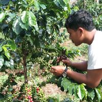suara asli - Plagoe mauntein coffe