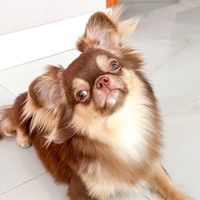 tito.chihuahua