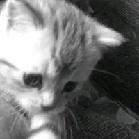 original sound - ic4an_