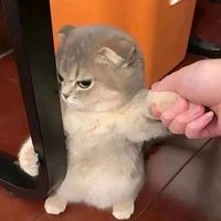 suara asli - Exe. Ft