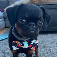 frankietazz