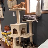 thekittycommune